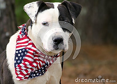 American Pitbull Bulldog mixed breed dog with American Flag Bandana Stock Photo