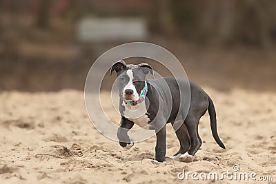 American Pitbull Stock Photo