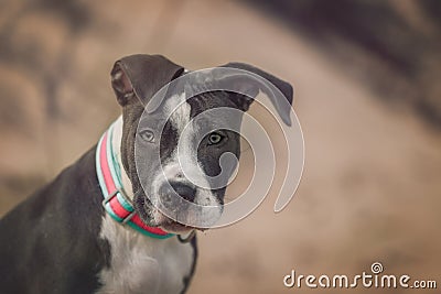 American Pitbull Stock Photo