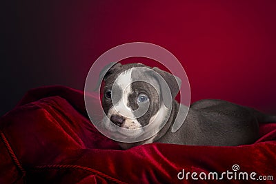 American Pitbull Puppy Stock Photo