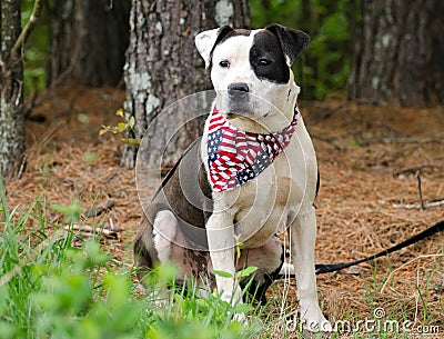 American Pitbull Terrier Bulldog with American Flag Bandana Stock Photo