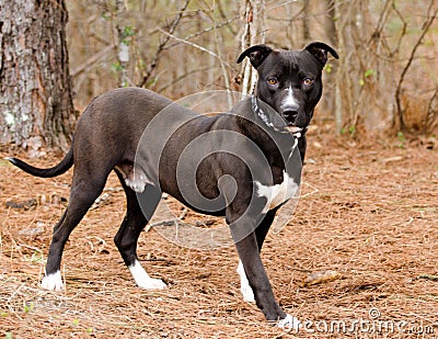 American Pitbull Terrier Bulldog dog Stock Photo