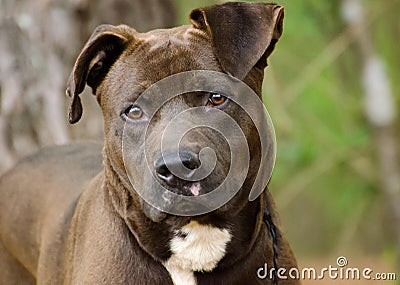 American Pitbull Terrier Bulldog Stock Photo
