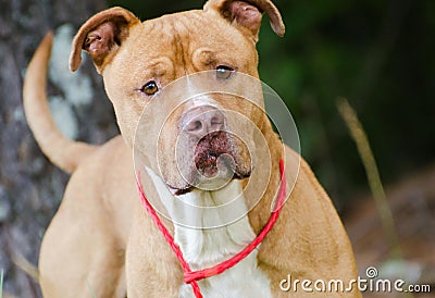 American Pitbull Terrier Bulldog Stock Photo