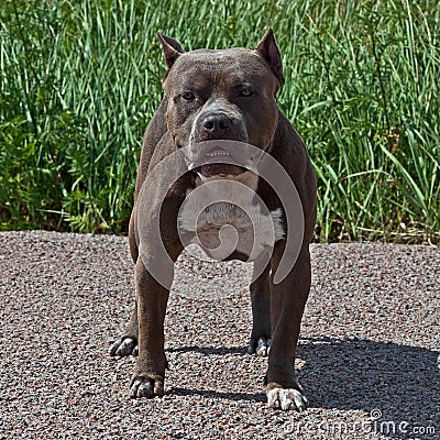 American pitbull terrier male Stock Photo