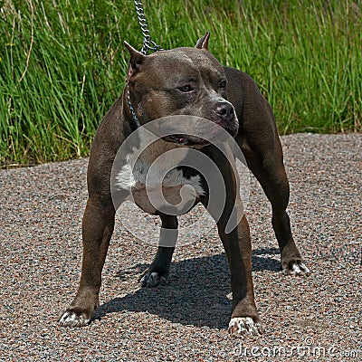 American pitbull terrier male Stock Photo
