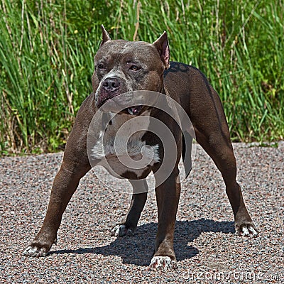 American pitbull terrier male Stock Photo