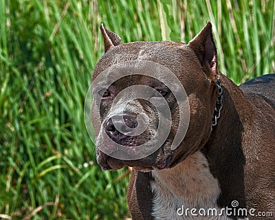 American pitbull terrier portrait of the head Stock Photo