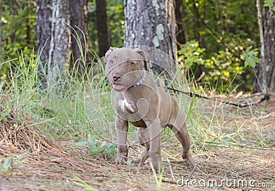 American Pitbull Terrier Puppy dog Stock Photo