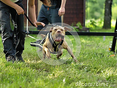 American pitbull terrier Stock Photo