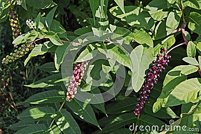 American pokeweed, berries and leaves Stock Photo