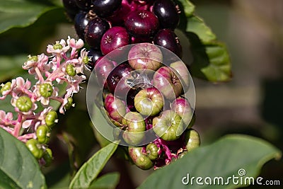 American Pokeweed Phytolacca americana berries close up Stock Photo