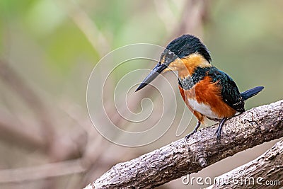 American pygmy kingfisher perching on a branch Stock Photo