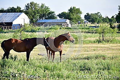 American Quarter Horse in a Field with Horse Trailer Stock Photo