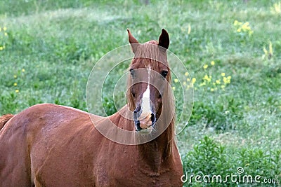 An American Quarter Horse Stock Photo