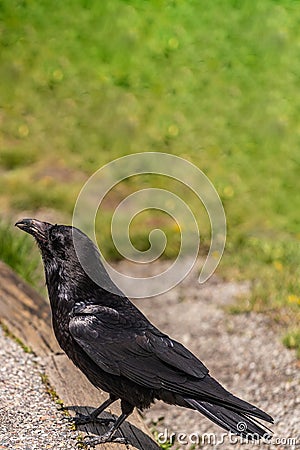 American Raven, Common Raven Stock Photo