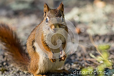 American Red Squirrel stands tall and smiles for the camera Stock Photo