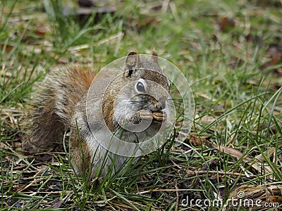 American red squirrel eating in the grass, Ontario, Canada Stock Photo