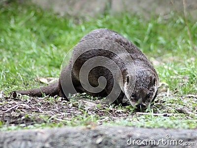 River otter playing in the grass Stock Photo