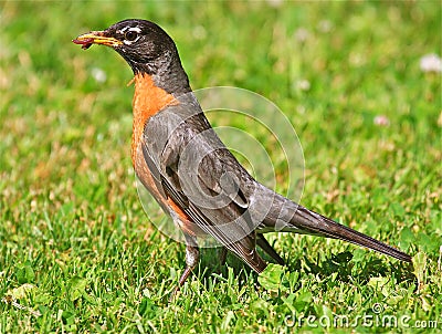 American Robin Stock Photo