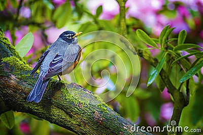 American Robin Stock Photo