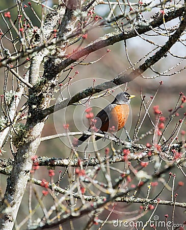 American robin in dry withered branches Stock Photo