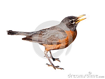 American Robin Isolated on White Background Stock Photo