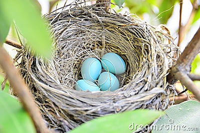 American Robin nest with 4 blue eggs Stock Photo