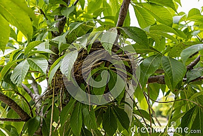 American robin nest - hidden in cherry tree leaves Stock Photo