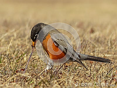 American Robin Pulling A Worm Stock Photo