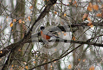 American robin in tree during cold winter Stock Photo