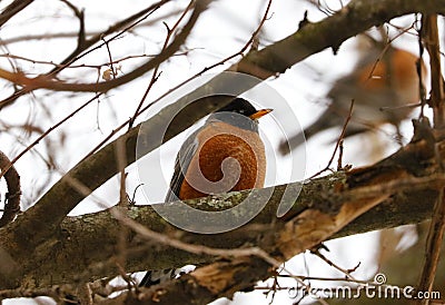 American robin in tree during cold winter in Michigan Stock Photo