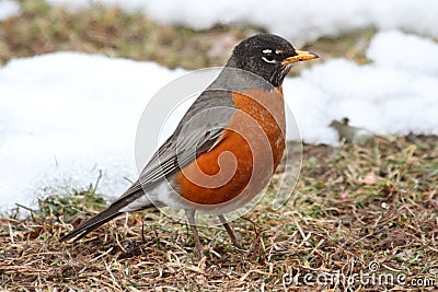 American Robin (Turdus migratorius) Stock Photo