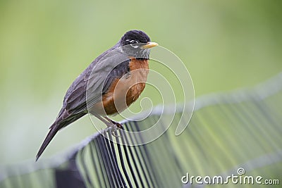 American Robin (Turdus migratorius migratorius) Stock Photo