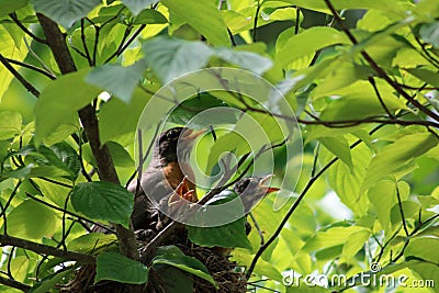 American Robin Turdus migratorius nest three babies Stock Photo