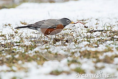 American Robin - Turdus migratorius Stock Photo