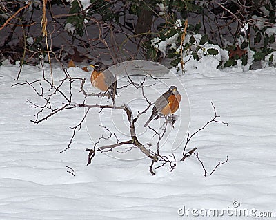 American Robins in the snow Stock Photo