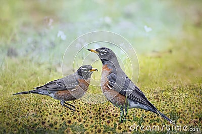 American Robins in Wildflowers Stock Photo
