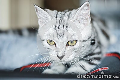 American shorhair cute little kitten Stock Photo