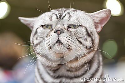 American short hair cat close-up at cat show Stock Photo