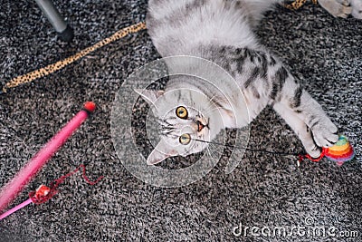 American short hair cat playing with a toy. Stock Photo
