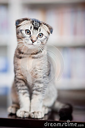 American shorthair cat Stock Photo