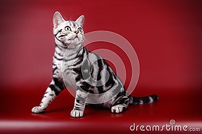American shorthair cat on colored backgrounds Stock Photo