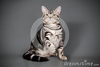 American shorthair cat on colored backgrounds Stock Photo