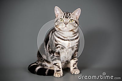 American shorthair cat on colored backgrounds Stock Photo