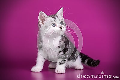 American shorthair cat on colored backgrounds Stock Photo