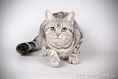 American shorthair cat on colored backgrounds Stock Photo