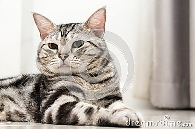 American shorthair cat is sitting and looking forward Stock Photo