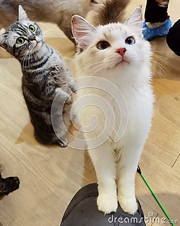 American Shorthair Cat Standing Kitten Baby Domestic Cats British Kitty Kitties Meow Pet House Pets Tiger Grooming Showcats Stock Photo