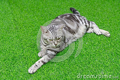 American shorthair Stock Photo